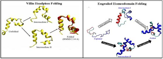 Protein folding studies