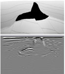 2D velocity model of salt extracted 