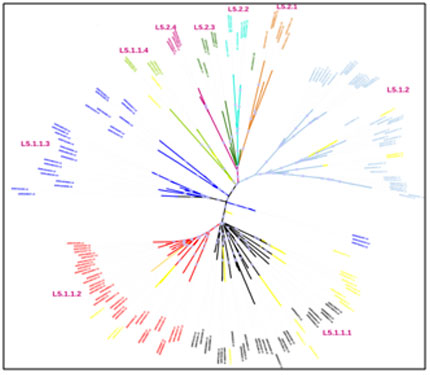 Phylogenetic tree of Mycobacterium