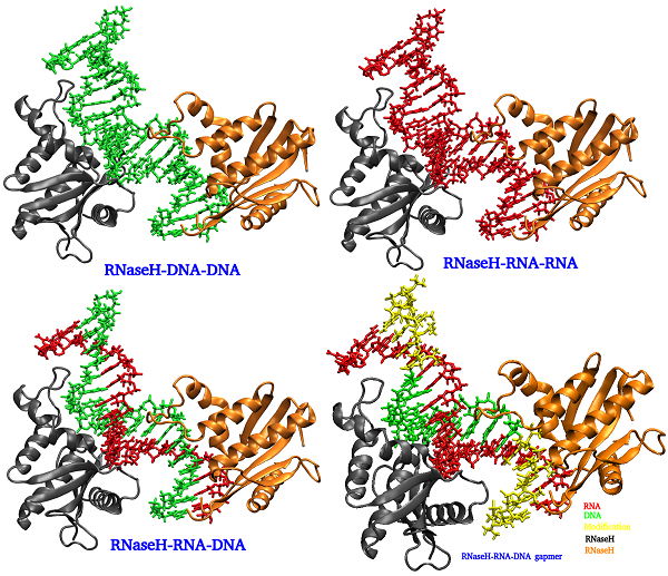 Antisense Oligonucleotides Simulations