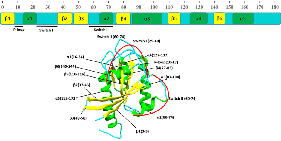 Ras Oncogene